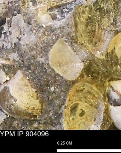 undet. Bivalvia