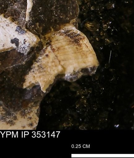 Limopsis striatopunctatus