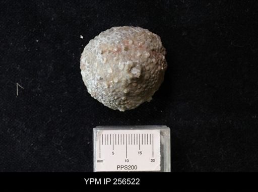 Megistocrinus sp.