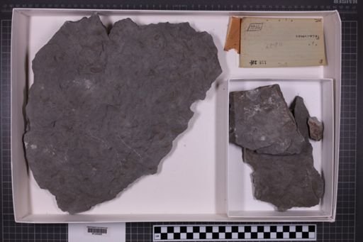 mixed taxa, stratigraphic collection