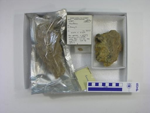 Moeritherium lyonsi