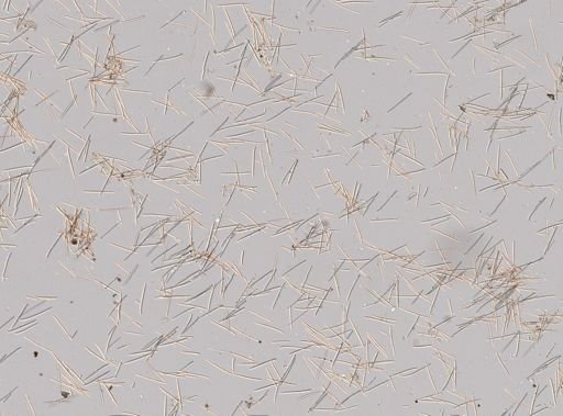 Halichondria