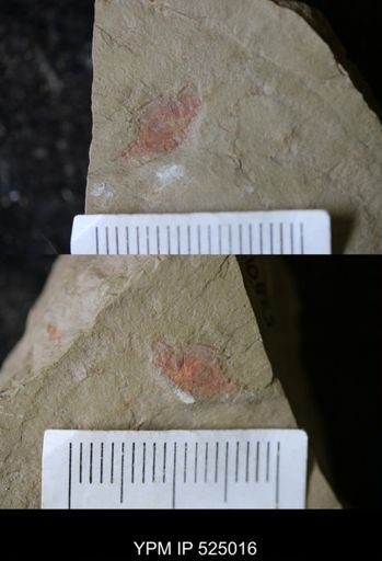 undet. Arthropoda