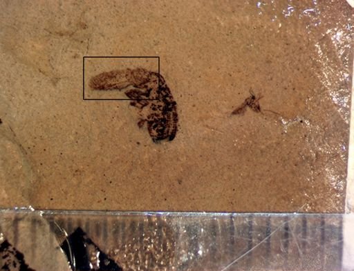 undet. Coleoptera