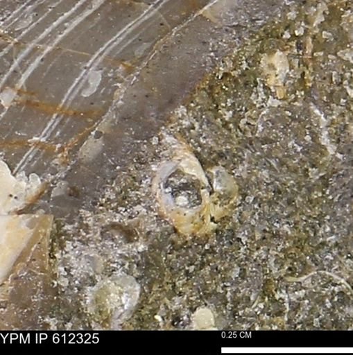 undet. Bivalvia