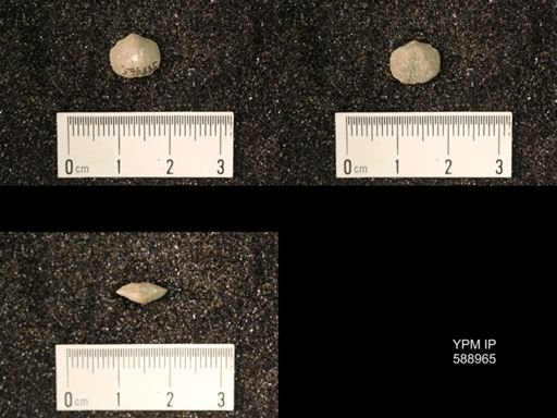 Dalmanella sp.
