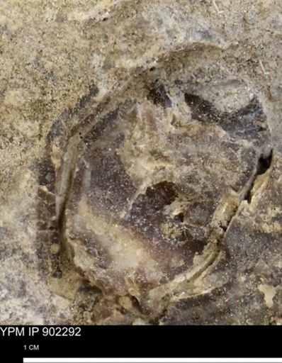 Baculites sp.