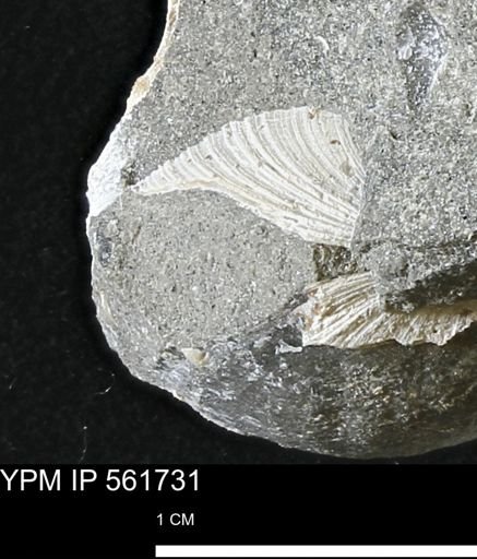 Limopsis sp.