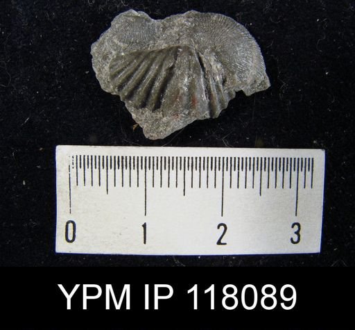 Delthyris (Quadrifarius) rugaecosta primus