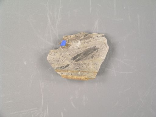 Porliera tertiaria