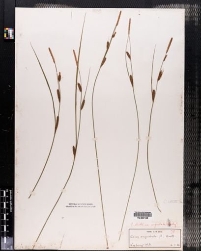 Carex stricta