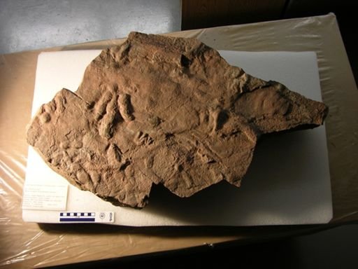 Grallator (Anchisauripus) sillimani