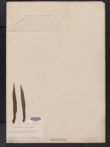 Angiopteris