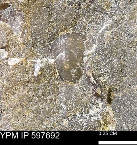 undet. Bivalvia