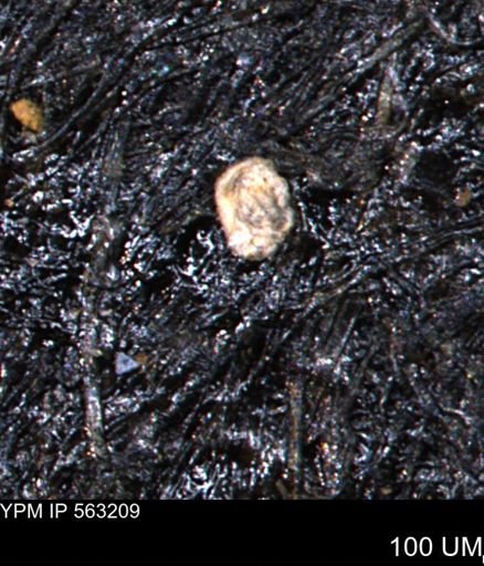 Spirolocammina planula