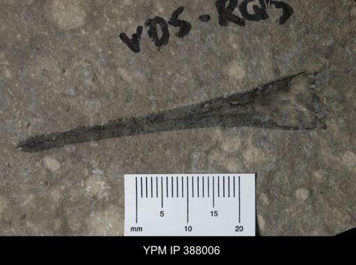 Eurypterus remipes