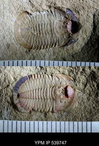 cf. Niobella