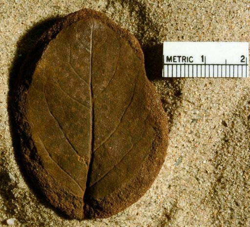 Rhamnites apiculatus