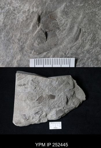 undet. Eurypterida