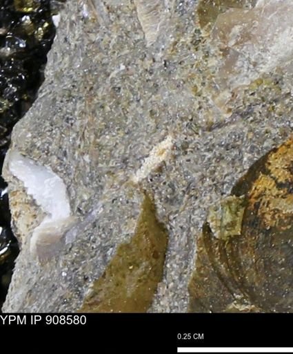 undet. Mollusca