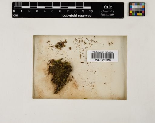 Plantae