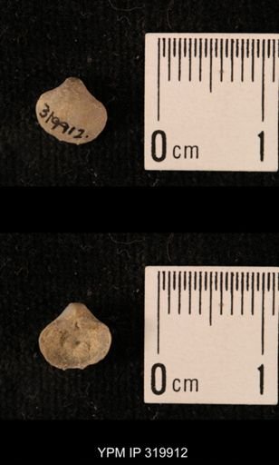Ambocoelia planoconvexa