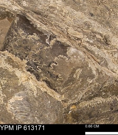 Baculites sp.