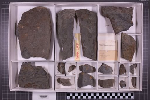 mixed taxa, stratigraphic collection