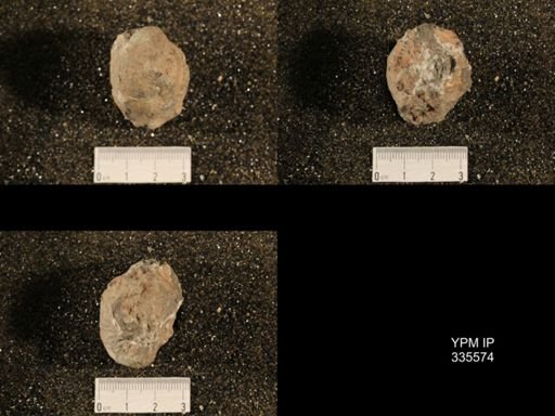 Linoproductus sp.