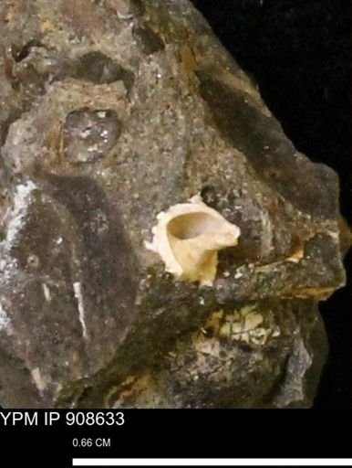 undet. Gastropoda