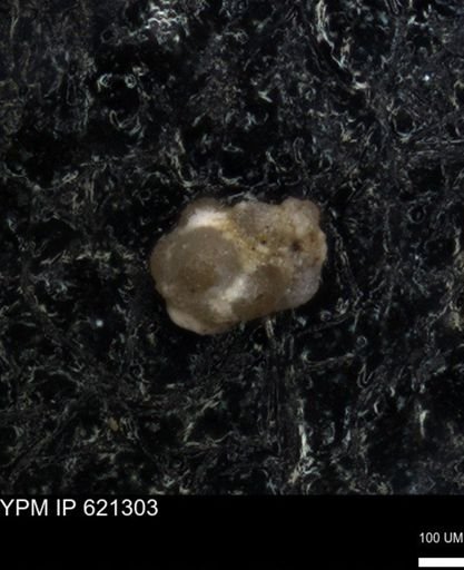 undet. Foraminiferida