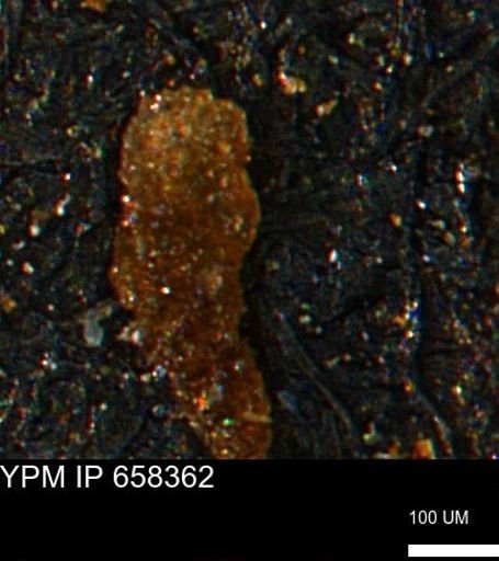 Verneuilinoides kansasensis