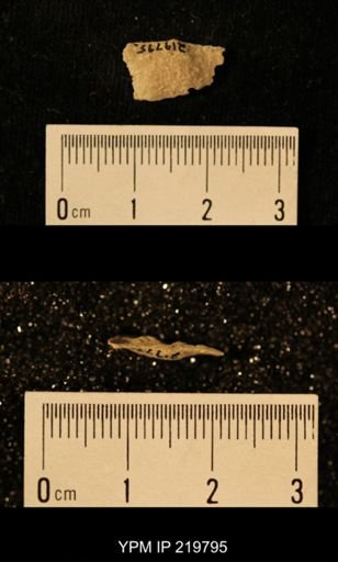 Chonetes granulifer