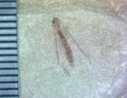 undet. Diptera