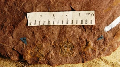 Dammara microlepsis