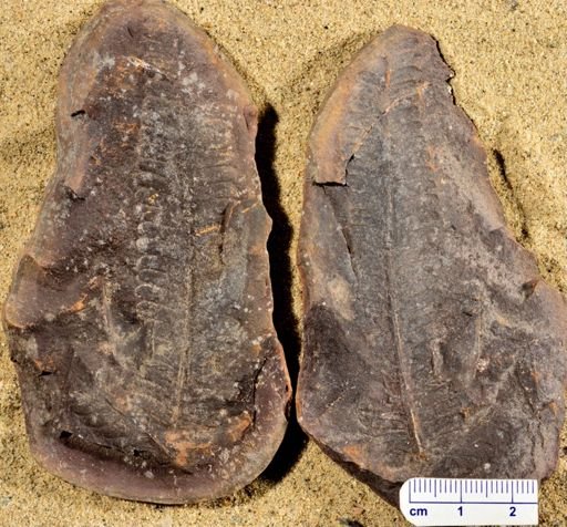 Pecopteris sp.