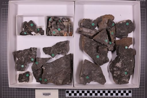 mixed taxa, stratigraphic collection
