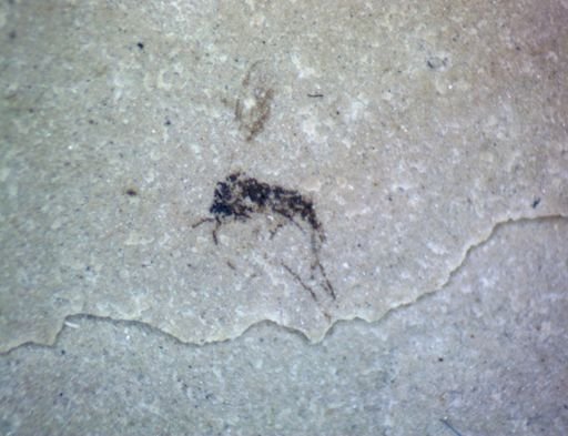 Diptera?
