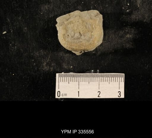 Linoproductus sp.