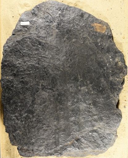 Lepidostrobus sp.