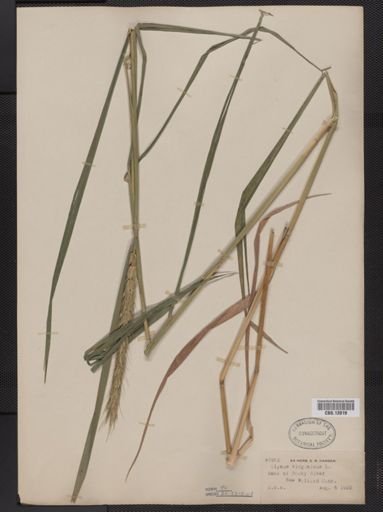 Elymus virginicus