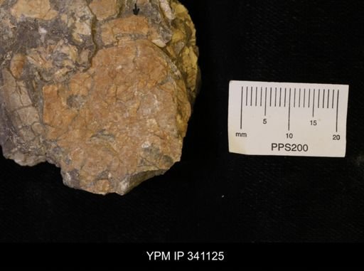 Scaphites sp.