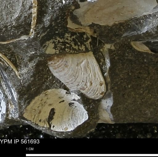 Limopsis sp.