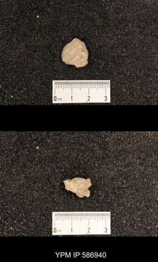 Rhynchotrema capax