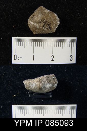 Uncinulus sp.