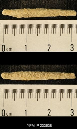 Archaeocidaris sp.