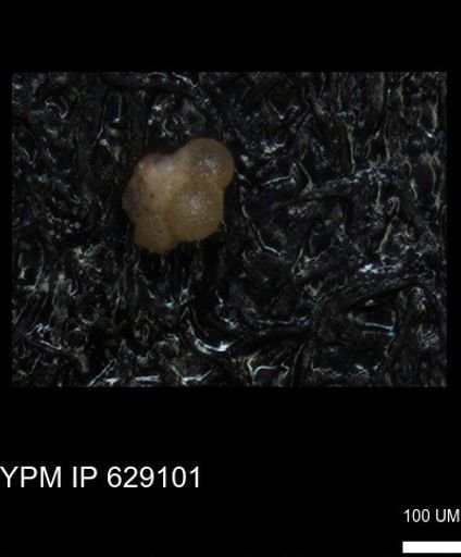 undet. Rugoglobigerinidae