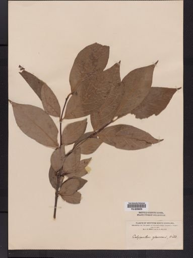 Calycanthus fertilis
