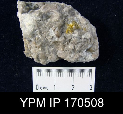 undet. Brachiopoda