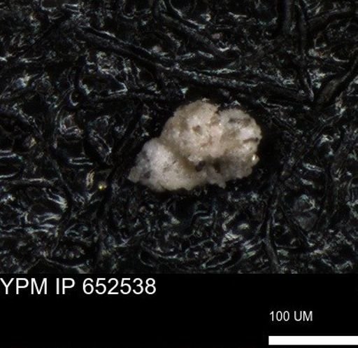 undet. Foraminiferida